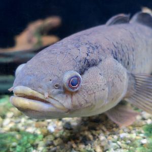Northern Mud Gudgeon (Ophiocara porocephala)
