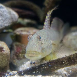 Puntang Goby (Exyrias puntang)