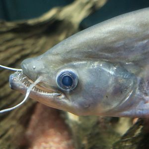 Twisted-Jaw Sheatfish (Belodontichthys dinema)
