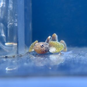 Stout Goby (Callogobius crassus)