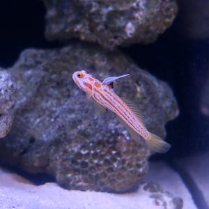 Orange-Striped Shrimpgoby (Stonogobiops yasha)
