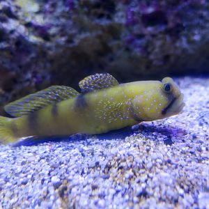 Yellow Prawn-Goby (Cryptocentrus cinctus)