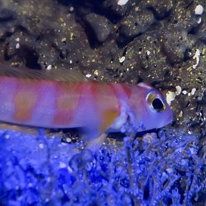 Yellowbanded Red Weever (Parapercis aurantiaca)