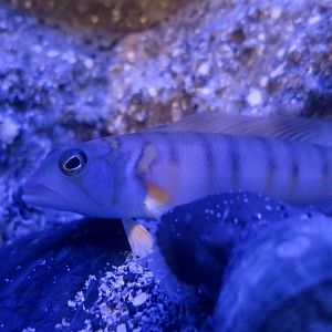 Gold-Birdled Sandsmelt (Parapercis multifasciata)