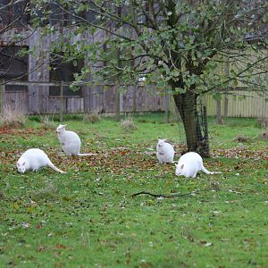 Albino Bennett's Wallabies and Zoo View