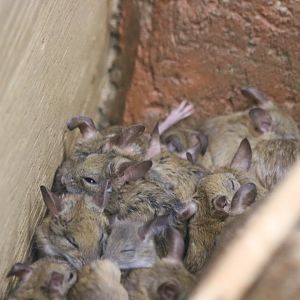 Pile of Spinifex Hopping Mice