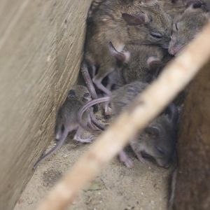 Spinifex Hopping Mice and Baby