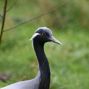 Demoiselle Crane