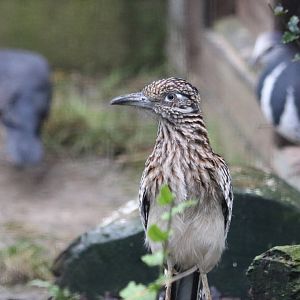 Greater Roadrunner and Wonga Pigeons