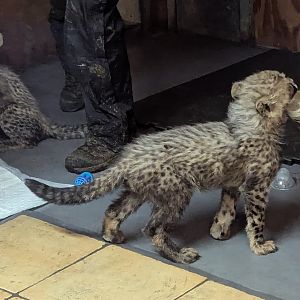 Cheetah Cub Bottle Feeding