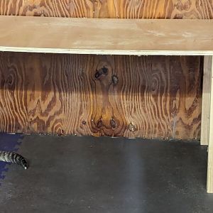 Cheetah Cubs Post Feeding