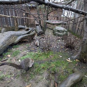 White-nosed Coati Enclosure