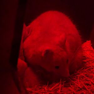 Golden Morph Tasmanian Brushtail Possum