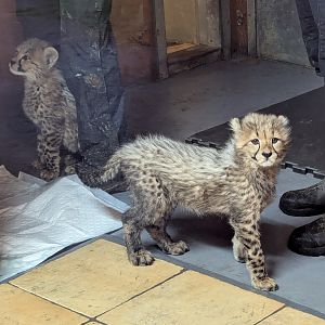 Cheetah Cubs