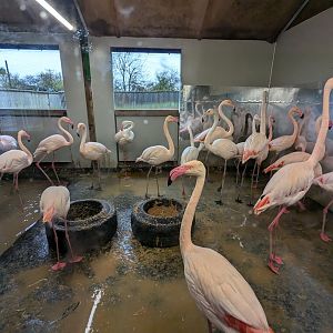 Flamingo Indoors