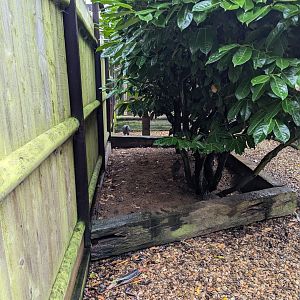 Vulturine Guineafowl and Barbary Partridge Aviary