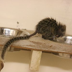 Baby Common Marmoset