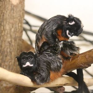 White-lipped Tamarins