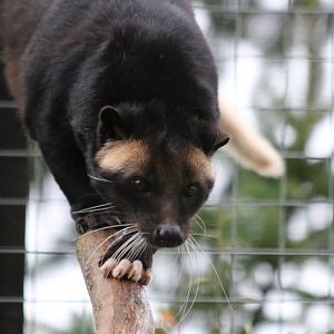 White-Bearded Masked Palm Civet Adult