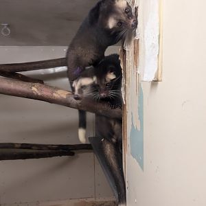 Young White-bearded Masked Palm Civet Youngsters Eating the Wall