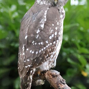 Barking Owl