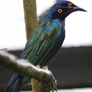 Purple Glossy Starlings