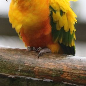 Sun Conure