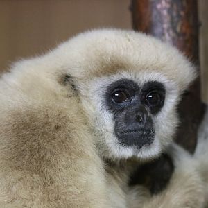 Lar Gibbon