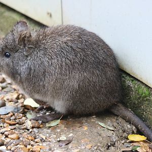 Long-nosed Potoroo