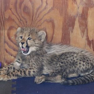 Cheetah Cub Yawning