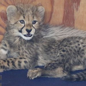 Cheetah Cub