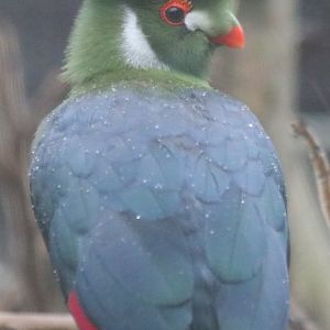 White-cheeked Turaco