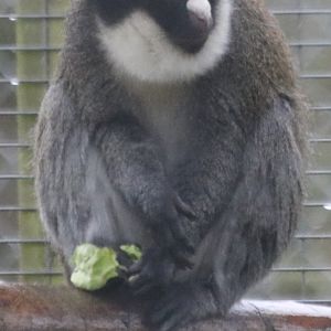 Lesser Spot-nosed Guenon