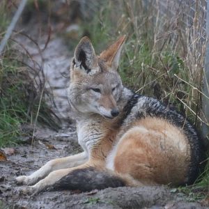 Black-backed Jackal