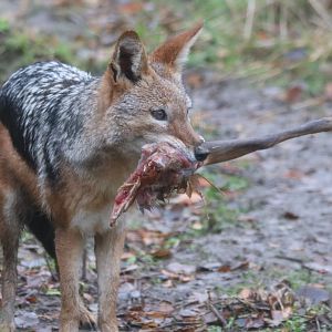 Black-backed Jackal with Deer Leg