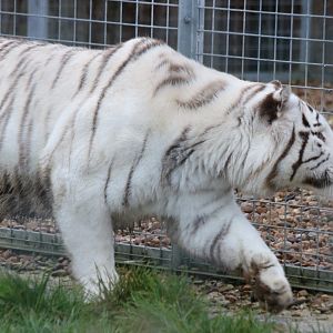 White Tiger