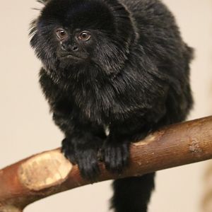Goeldi's Monkey