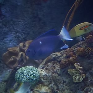 Clipperton Angelfish
