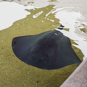 Pelagic Stingray (Juvenile)