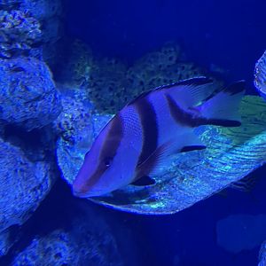 emperor red snapper (lutjanus sebae) - BX Sea