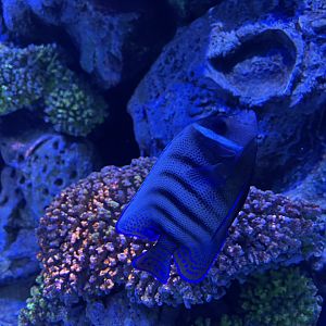 sixbar angelfish (pomacanthus sextriatus) - BX Sea