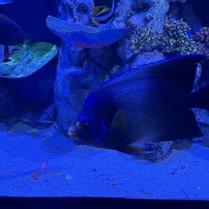 koran angelfish (pomacanthus semicirculatus) - BX Sea