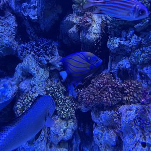 bluering angelfish (pomacanthus annularis) - BX Sea