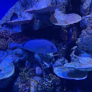 painted sweetlips (diagramma pictum) - BX Sea