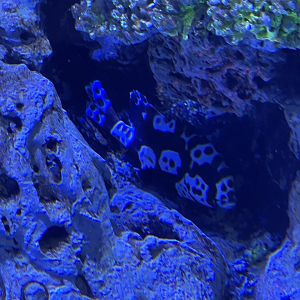 harlequin sweetlips (plectorhinchus chaetodonoides) - BX Sea