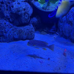 indian ocean oriental sweetlips (plectorhinchus vittatus) - BX Sea