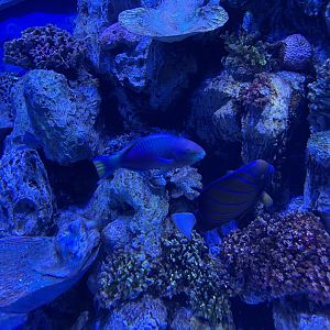 greenblotch parrotfish (scarrus quoyi) (1) - BX Sea
