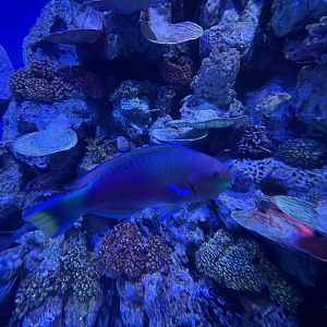 greenblotch parrotfish (scarus quoyi) (2) - BX Sea