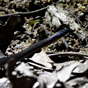 Eastern Small-eyed Snake