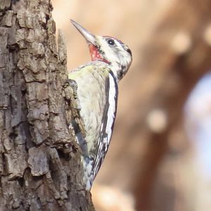 Yellow-bellied Sapsucker